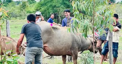 Đắk Lắk: Khống chế thành công trâu điên tấn công 4 người