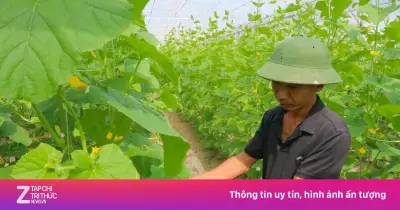 Kỹ sư giao thông bỏ lương 50 triệu về quê trồng dưa lưới công nghệ cao