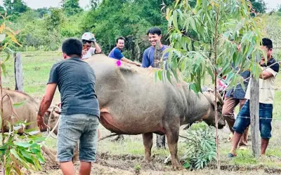 Khống chế thành công trâu điên húc 4 người bị thương ở Đắk Lắk