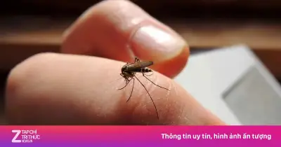 Không phải nhóm máu O, đây mới là lý do khiến bạn dễ bị muỗi đốt
