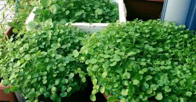 Loại rau tốt nhất cho sức khỏe mọc đầy Việt Nam, các nhà khoa học mất 1 thập kỷ nghiên cứu