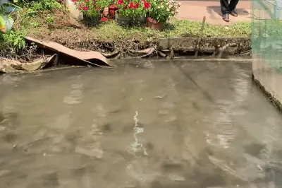 Đàn 'cá lóc bay' từng giúp chủ thu tiền tỷ/năm, giờ ra sao?