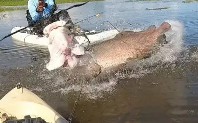 Ngư dân Brazil bắt được cá Arapaima khổng lồ dài 2 mét, nặng 60 kg