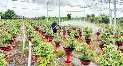 Ứng dụng khoa học-công nghệ nâng tầm cây giống, hoa kiểng Vĩnh Long