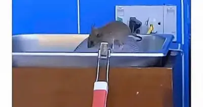 Nghi vấn GS25 đóng cửa chi nhánh Hà Nội sau clip chuột bò lên khay thức ăn
