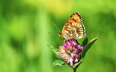 Ngày sinh âm lịch của người có mệnh Thần Tài: Cuộc đời định sẵn không thiếu tiền tiêu