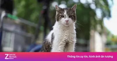 'Đệ nhất mèo' Larry gây chú ý sau khi Thủ tướng Anh từ chức