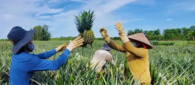 Nông dân Cần Thơ chuyển đổi tư duy từ sản xuất sang kinh doanh nông nghiệp