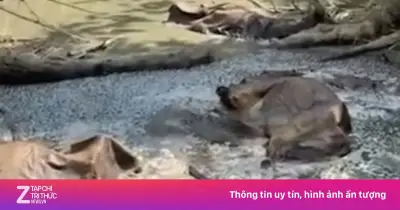 Phát hiện 11 con trâu chết trong rừng tại Huế, nghi do sét đánh
