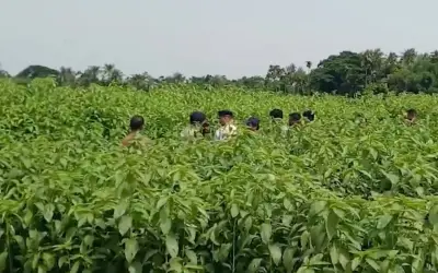 Phát hiện kho tiền 6,2 tỷ đồng chôn giấu dưới cánh đồng đay ở Ấn Độ