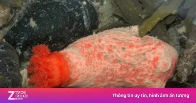 Phát hiện loài hải sâm 'bất tử': mô sống hơn 3 năm dù bị cắt rời