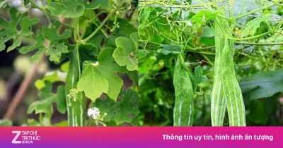 Quả lặc lè: Vị thuốc bổ mát ruột gan, dưỡng tim, ngừa bệnh vặt