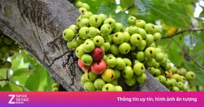 Quả sung: Thứ quả rụng đầy gốc là thuốc bổ cho đường huyết