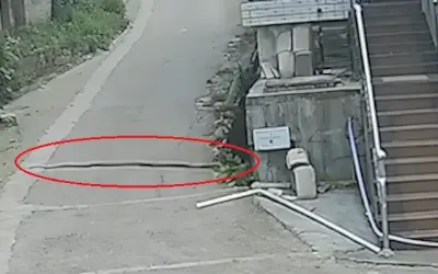 Rắn hổ mang chúa 3 mét bò vào khu dân cư, 3 lính cứu hỏa mới khống chế được