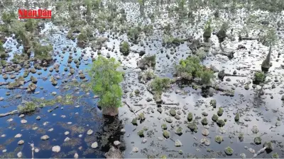 Rừng tràm U Minh Hạ suy kiệt nghiêm trọng, gần 300ha bị chết