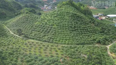 Sơn La: Chuyển đổi xanh trong nông nghiệp nâng cao giá trị nông sản