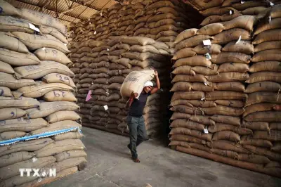 Thị trường nông sản: Giá cà phê thế giới phục hồi ấn tượng sau nhịp giảm