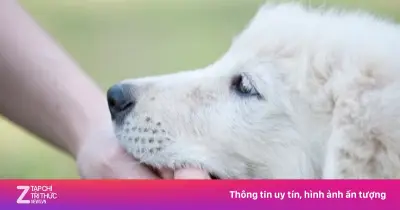 Đã tiêm vaccine dại có cần tiêm lại khi bị chó cắn?