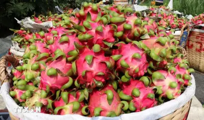 Trái cây Việt ngày càng phủ sóng thị trường Trung Quốc