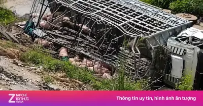 Xe tải chở lợn mất lái trên cao tốc La Sơn - Hòa Liên, thiệt hại hơn 500 triệu