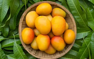 Xoài và bơ: 'Kho thuốc' tự nhiên cho sức khỏe và trí não
