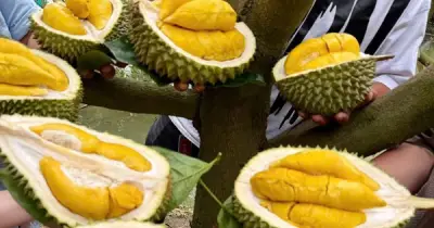 Xuất siêu nông sản 5 tháng đầu năm 2026 đạt 7,5 tỉ USD