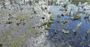 300 ha rừng tràm U Minh Hạ suy kiệt, nguy cơ chuyển hệ sinh thái