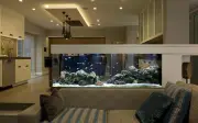 4 vị trí đặt bể cá phong thủy gây hao tài, ảnh hưởng sức khỏe