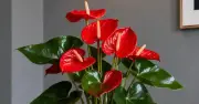 5 loại cây phong thủy giúp người tuổi Tỵ hút tài lộc, tăng may mắn