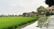 Bộ giải đáp việc đất lúa sát khu dân cư có được chuyển sang đất ở