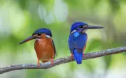 Bí mật giờ sinh âm lịch của người phụ nữ khéo léo được yêu mến