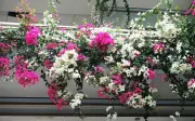 Bí quyết chăm loài hoa 'nghiện nắng' như mười giờ, hoa giấy để luôn rực rỡ suốt mùa hè