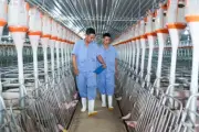 BAF Việt Nam và Thanh Xuân bị phạt gần 900 triệu vì vi phạm cạnh tranh