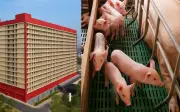 BAF đề xuất xây tổ hợp chăn nuôi lợn trong nhà cao tầng tại Hà Nội