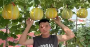 Biến sân thượng 90m2 thành vườn dừa: 9x Hải Phòng thu hoạch 3-4 vụ mỗi năm