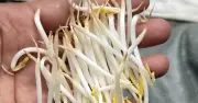 Bên trong 3 cơ sở sản xuất hơn 1.000 tấn giả đồ ngâm nước kẹo mỗi năm
