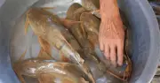 Cá ké đặc sản tiến vua giá 650.000 đồng/kg vẫn cháy hàng
