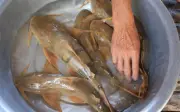 Cá ké – đặc sản tiến vua giá nửa triệu đồng mỗi kg