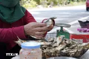 Độc đáo nghề bán cá trích nướng ven biển Quảng Trị
