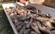 Cá rô phi giá rẻ vào mùa, thơm ngon bổ dưỡng