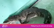 Cá sấu dài 1 mét bất ngờ xuất hiện trong nhà dân ở trung tâm TP Huế