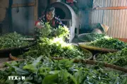Chè Tủa Chùa khẳng định vị thế, mở hướng xuất khẩu cho nông sản Điện Biên