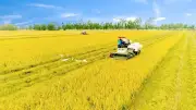 Chuyển đổi nông nghiệp Đồng bằng sông Cửu Long: Hướng tới chất lượng và bền vững