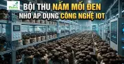 Công chức cuối tuần trồng nấm mối đen bằng IoT tại Bình Phước