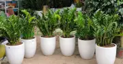 Công dụng của cây kim tiền: Lá xanh may mắn, tài lộc đầy nhà