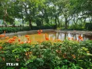 Công viên đất ngập nước Tịnh Hồ: Trung tâm bảo tồn chim quý hiếm ở Trung Quốc