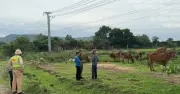 CSGT liên tục phát hiện trâu, bò và người đi bộ trên cao tốc Vĩnh Hảo - Phan Thiết