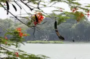 Cốt cách người Hà Nội: Khi sự thanh lịch bị thách thức giữa đô thị hiện đại