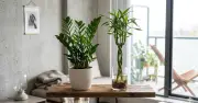 Cây kim tiền và cây phát tài: Biểu tượng phong thủy mang tài lộc