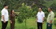 Cây mắc ca phủ xanh Điện Biên: Hơn 10.000ha, kỳ vọng 90.000ha vào 2030